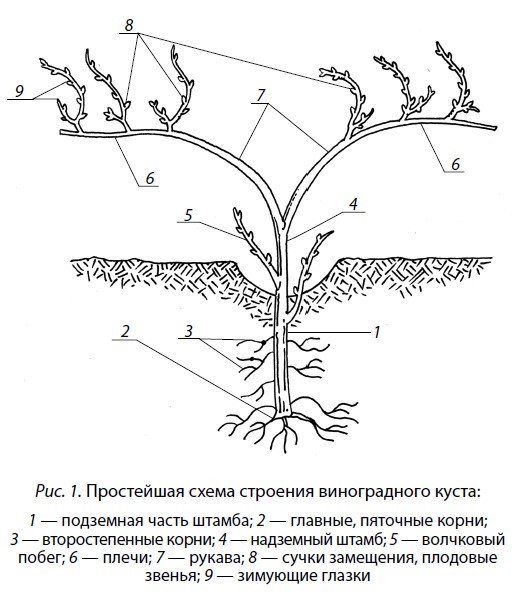 Виноград. Сорта, выращивание, защита от болезней - i_001.jpg