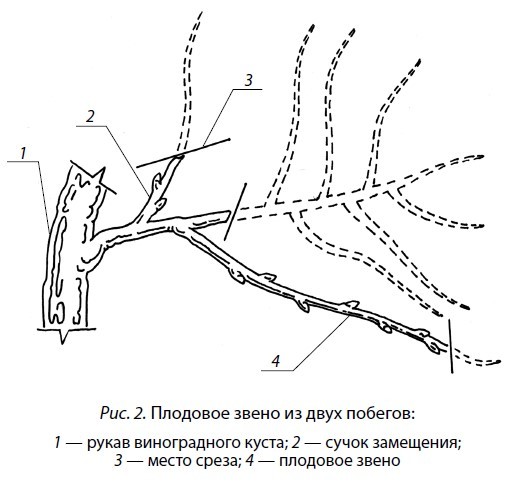 Виноград. Сорта, выращивание, защита от болезней - i_002.jpg