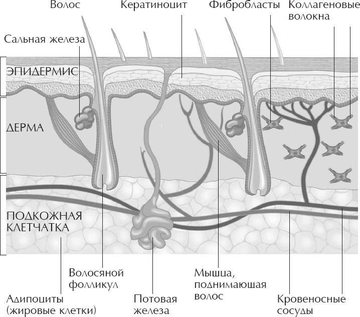 Сафари по коже. Удивительная жизнь органа, который у всех на виду - i_003.jpg