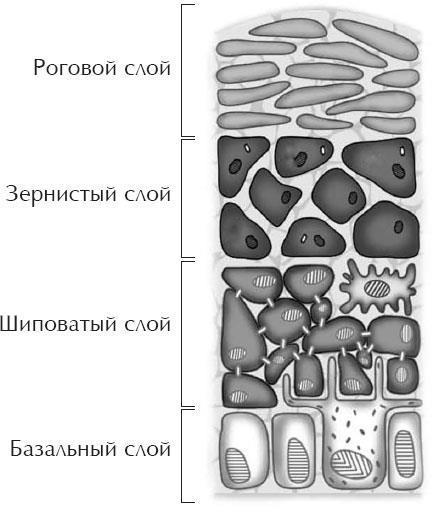 Сафари по коже. Удивительная жизнь органа, который у всех на виду - i_004.jpg