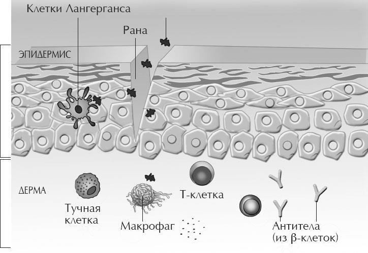 Сафари по коже. Удивительная жизнь органа, который у всех на виду - i_006.jpg