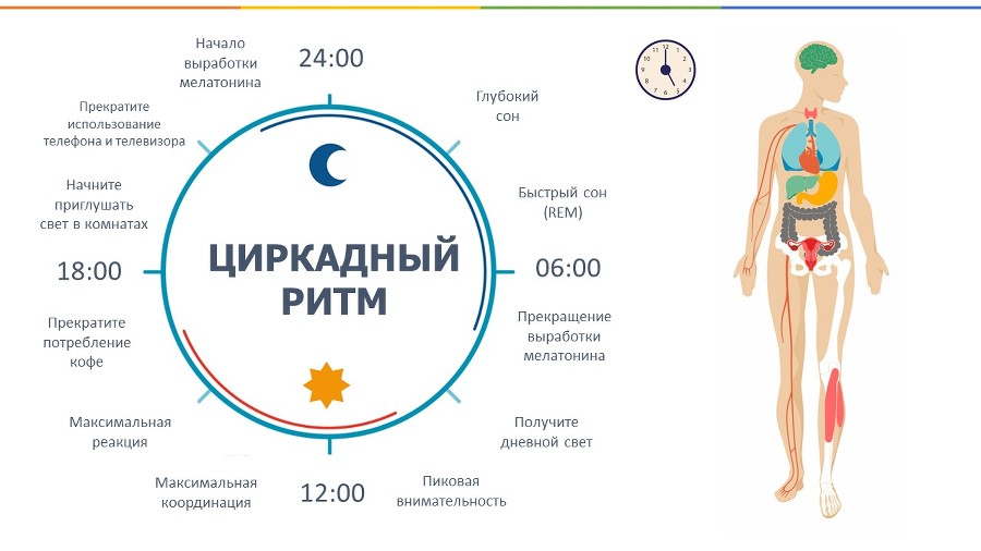 Сон. Как улучшить сон, чтобы улучшить качество своей жизни, здоровья, тела и мозга - _0.jpg