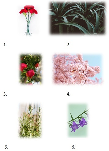 Английский язык для флористов - _28.jpg