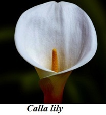 Английский язык для флористов - _31.jpg