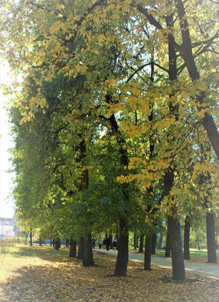 Моя берёзовая грусть - i_004.jpg