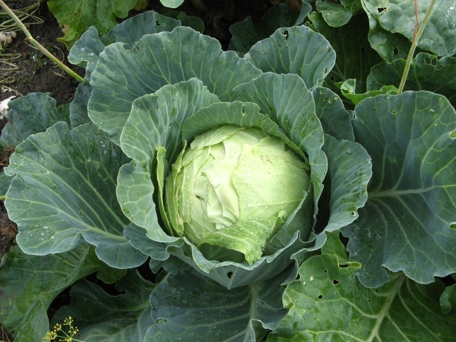 Богатый урожай. Советы агронома - _2.jpg