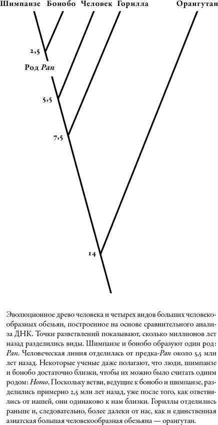 Наша внутренняя обезьяна. Двойственная природа человека - i_002.png