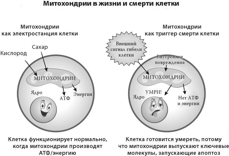 Протокол Уолс. Новейшее исследование аутоиммунных заболеваний. Программа лечения рассеянного склероза на основе принципов структурного питания - i_001.jpg