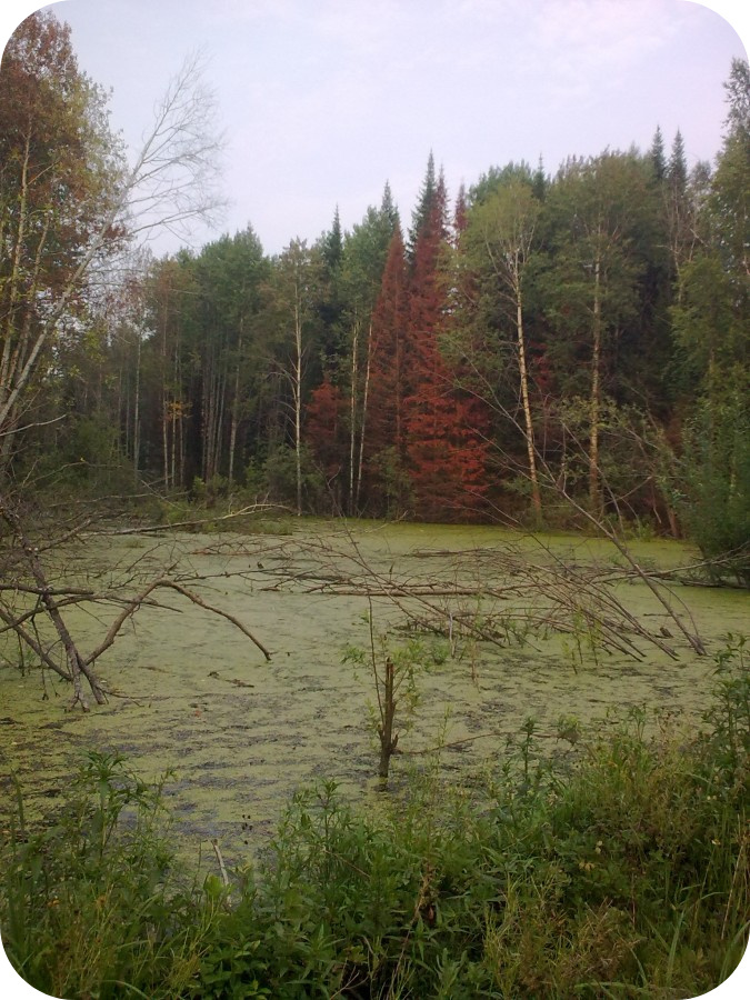 Практика лунных дней, или Луна от сердца к сердцу - _6.jpg