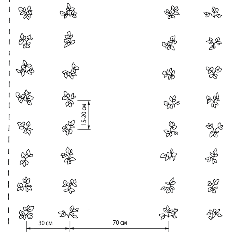 Ягодные культуры. Сорта, посадка, выращивание и уход - i_004.png