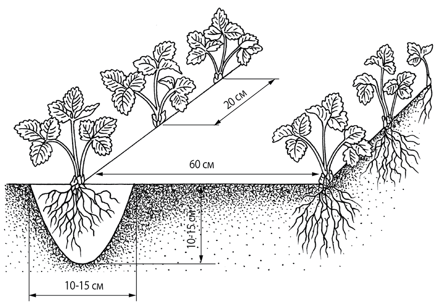 Ягодные культуры. Сорта, посадка, выращивание и уход - i_006.png