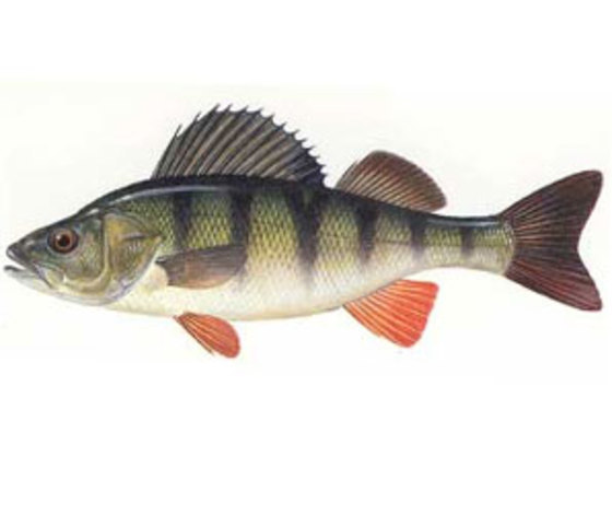 Справочник рыболова-любителя - _10.jpg