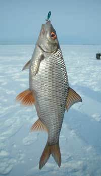 Справочник рыболова-любителя - _12.jpg