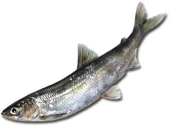 Справочник рыболова-любителя - _13.jpg