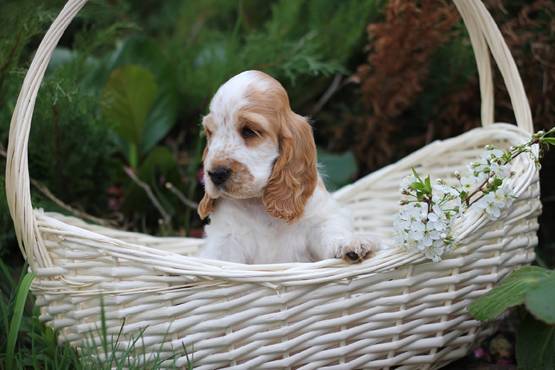 Как выбрать собаку и (не) пожалеть - _15.jpg