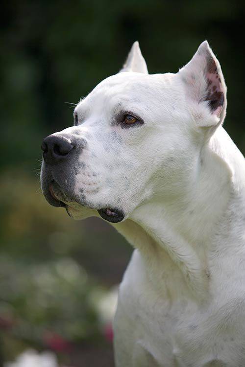 Как выбрать собаку и (не) пожалеть - _17.jpg