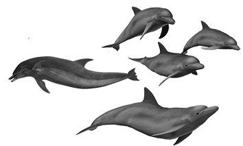 Переговоры с дельфинами - i_001.jpg