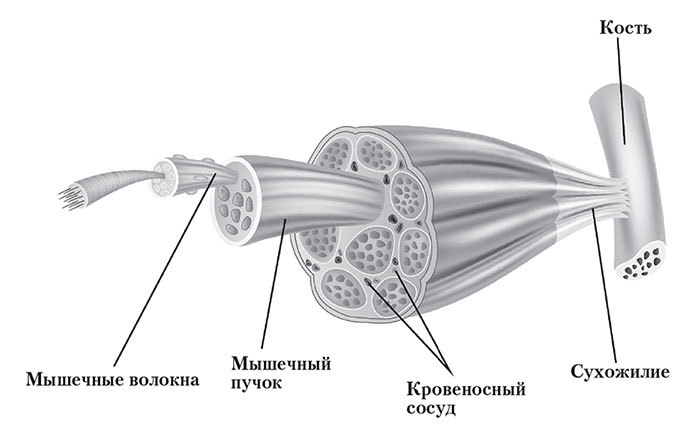 Практическая кинезиология. Как перевоспитать мышцы-халтурщицы - i_001.jpg