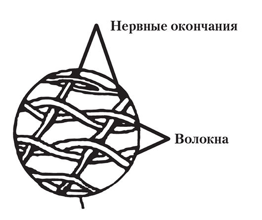 Практическая кинезиология. Как перевоспитать мышцы-халтурщицы - i_005.jpg