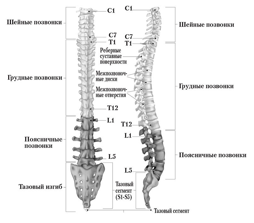 Практическая кинезиология. Как перевоспитать мышцы-халтурщицы - i_006.jpg