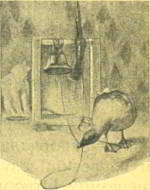 Каштанка - _026.jpg