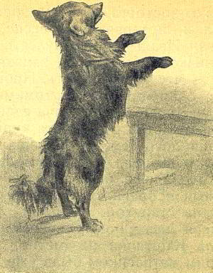 Каштанка - _029.jpg