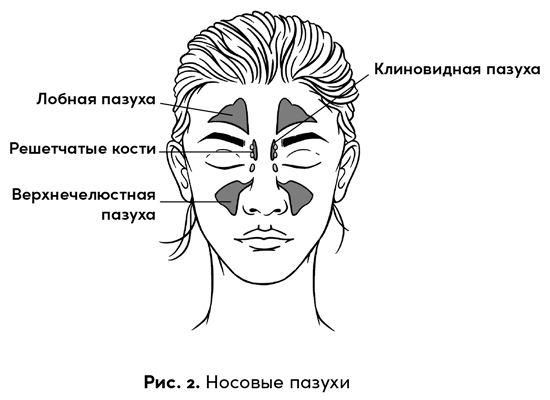 Боль в твоей голове. Откуда она берется и как от нее избавиться - i_002.png