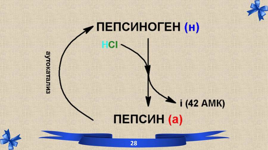 Белки. Часть 2: обмен и синтез - _11.jpg