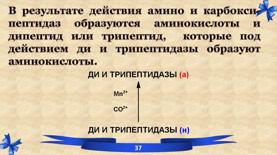 Белки. Часть 2: обмен и синтез - _16.jpg