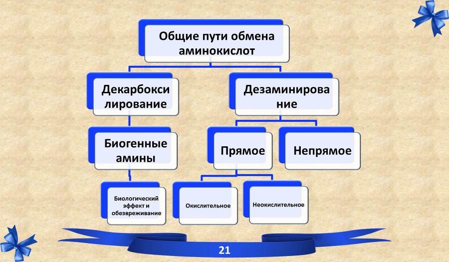 Белки. Часть 2: обмен и синтез - _34.jpg