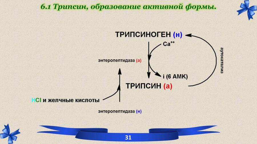 Белки. Часть 2: обмен и синтез - _12.jpg