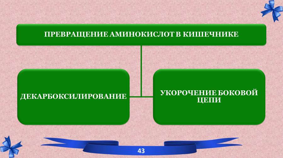 Белки. Часть 2: обмен и синтез - _19.jpg