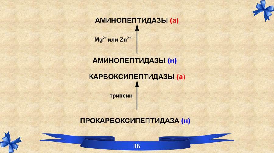 Белки. Часть 2: обмен и синтез - _15.jpg