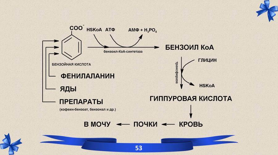 Белки. Часть 2: обмен и синтез - _25.jpg