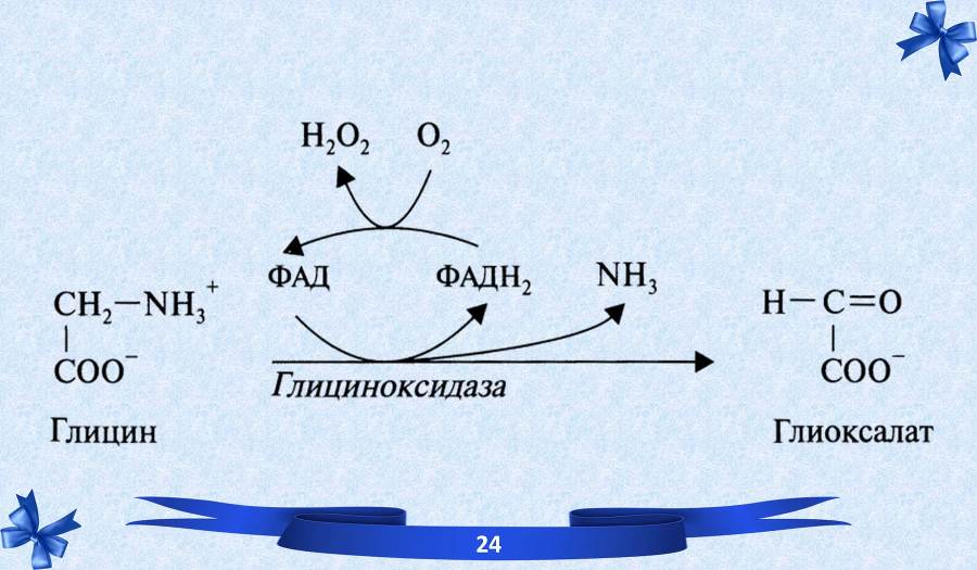 Белки. Часть 2: обмен и синтез - _35.jpg