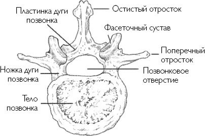 Йога-терапия. Руководство по укреплению мышц, борьбе с болью и последствиями травм - i_006.jpg