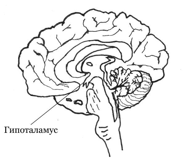 Рота вирусов и батальон бактерий. Книга о детских инфекциях - i_003.jpg