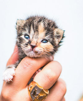 Крошки на ладошке. Трогательное руководство по спасению и заботе о котятах для самых неравнодушных - i_007.jpg