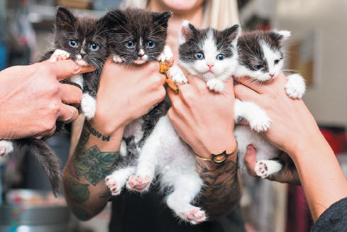 Крошки на ладошке. Трогательное руководство по спасению и заботе о котятах для самых неравнодушных - i_009.jpg