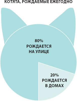 Крошки на ладошке. Трогательное руководство по спасению и заботе о котятах для самых неравнодушных - i_011.jpg