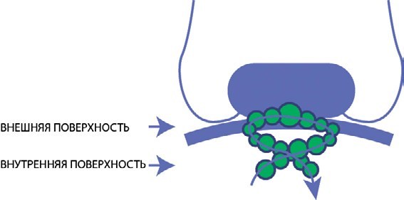 Краткая практическая иммунология для ветеринаров и микробиологов - _2.jpg