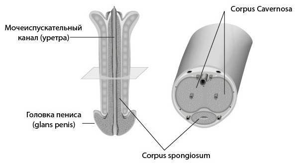 Penis. Гид по мужскому здоровью от врача-уролога - i_002.jpg