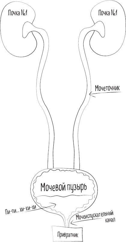 Мочевой пузырь. Как у тебя дела? Все, что нужно знать о мочевыделительной системе, чтобы сохранить здоровье и спокойствие - i_003.png