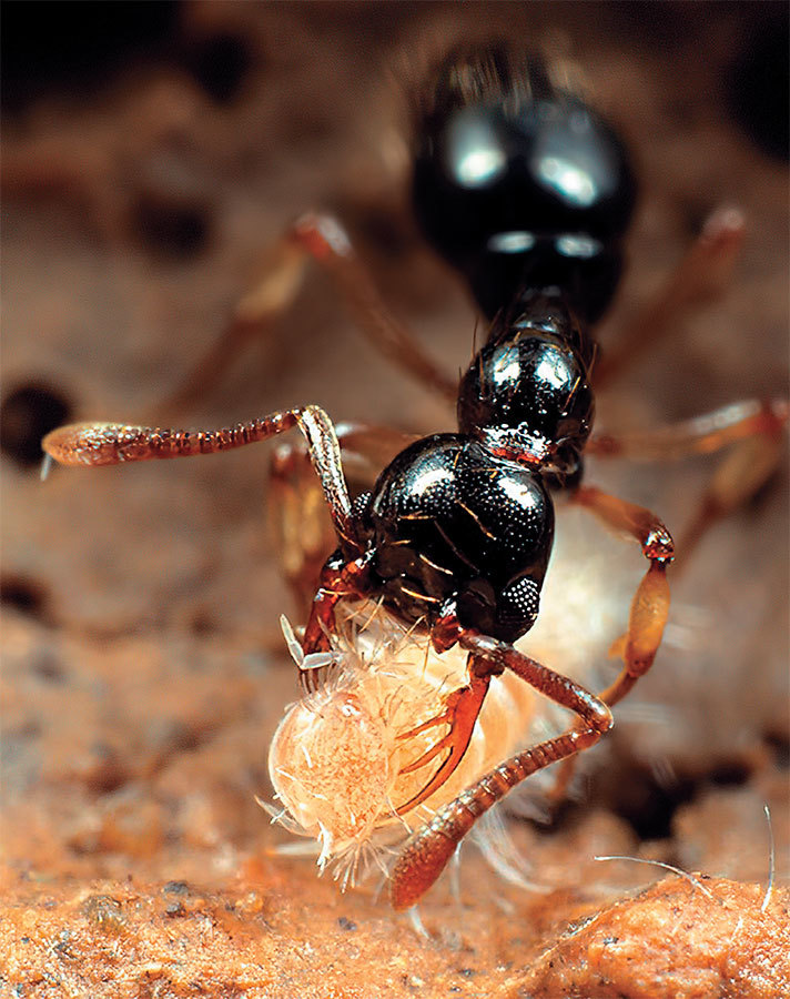 Приключения среди муравьев. Путешествие по земному шару с триллионами суперорганизмов - i_002.jpg