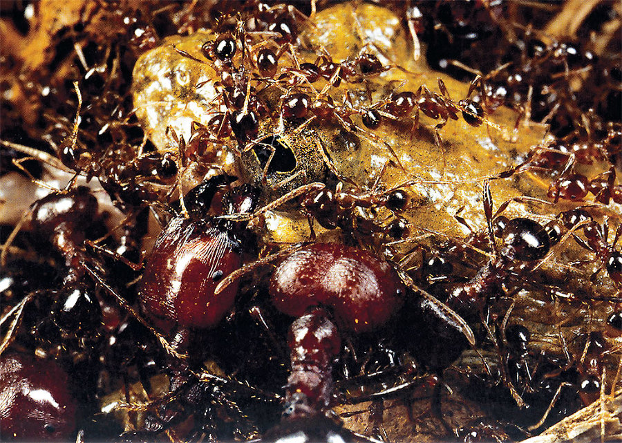 Приключения среди муравьев. Путешествие по земному шару с триллионами суперорганизмов - i_005.jpg