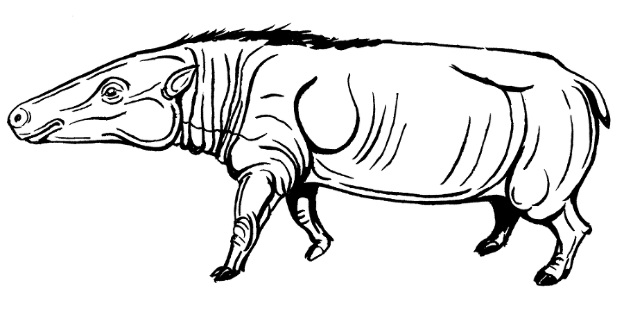 Палеонтология антрополога. Том 3. Кайнозой - i_011.png