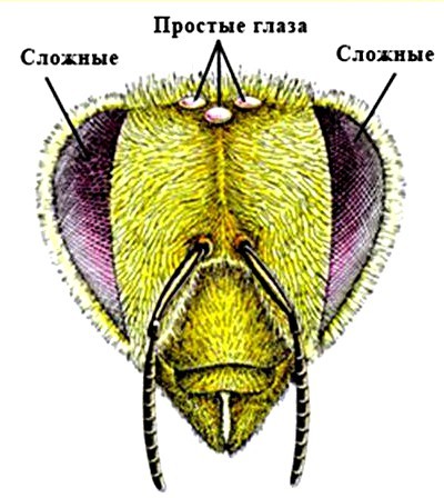 Азбука юного пчеловода. Второе издание - _5.jpg