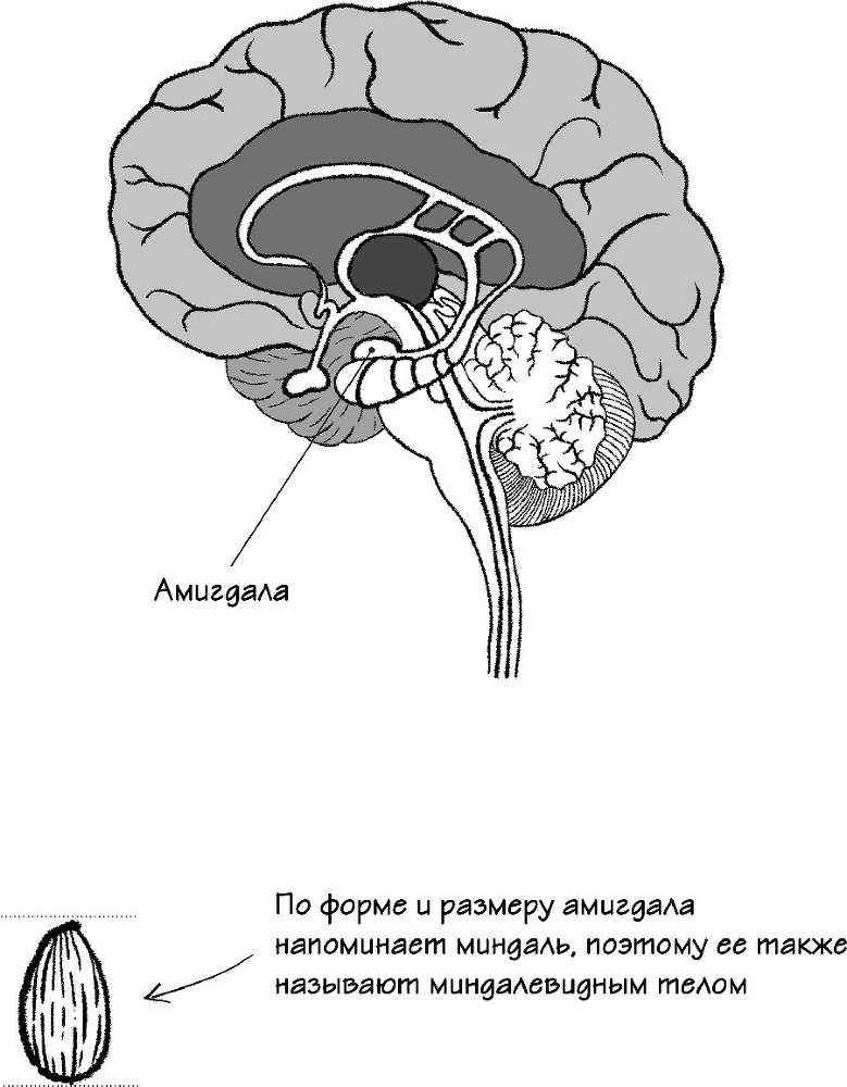 Во власти чувств. Как они рождаются и как взять их под контроль - i_024.jpg