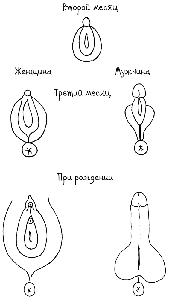 Сила цикла. Как использовать непостоянство гормонов, чтобы жить на полную - i_001.png