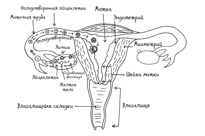 Искусственное оплодотворение (ЭКО)